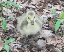 A gosling looking out for Ben Mendelsohn <em>Photo: Anne-Katrin Titze</em>