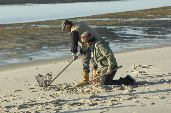 Wild About Harry beach scene