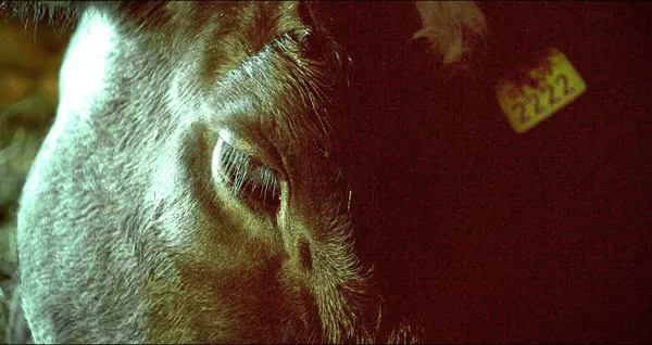 2222 in The Cow Who Sang A Song Into The Future