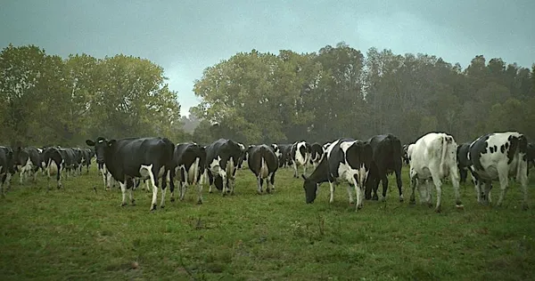 2222 with her herd