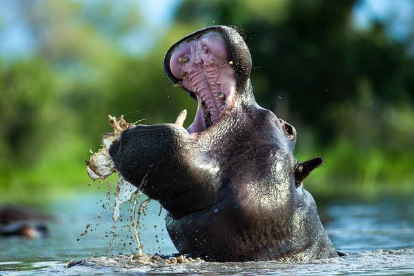 Okavango: River of Dreams (Director's Cut)