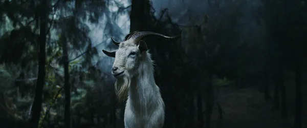 A goat in Luz: The Flower Of Evil
