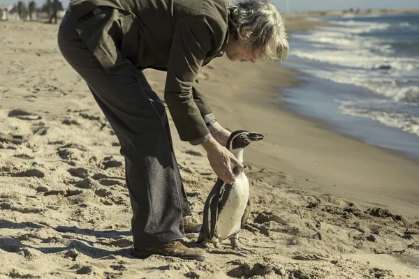 A still from the film The Penguin Lessons. On a golden sandy beach, a middle-aged white man gently points a small Magellanic penguin towards the sea.
