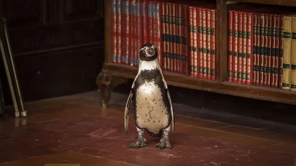 A still from the film The Penguin Lessons. A small Magellanic penguin stands on the tiled floor of a wood-panelled room, beside a bookcase.