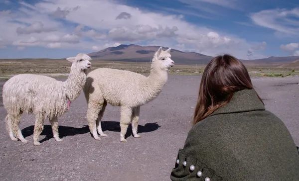 Amy Powney with llamas in Fashion Reimagined