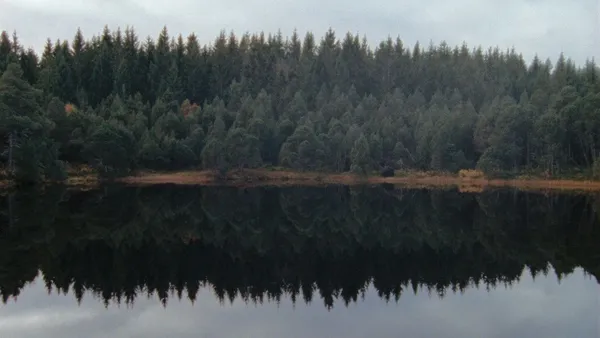 The Black Forest 2