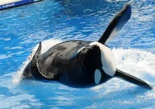 Blackfish