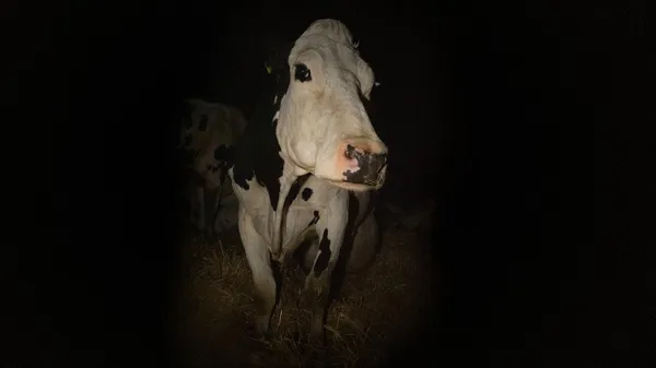 Cow 2