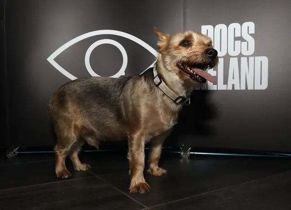Freedom the dog