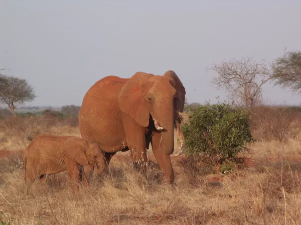 Elephants in Tsavo