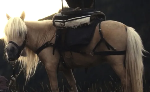 Daisy as Butterscotch in Damsel