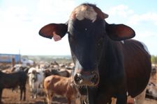 ‪Danfung Dennis‬ on the destruction in Feast: "These beautiful rivers and trees that are being cleared away for these mass feeding lots. Then you get to the animals themselves - they are sentient, they have families, they feel pain."