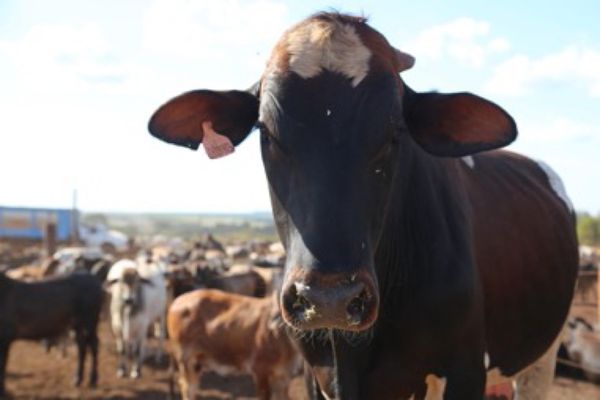 In Feast, when the cows are led to the abattoir, along a narrow walled-in calvary designed by Temple Grandin, we follow them right up to the gate.