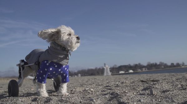 Albert in Free Puppies