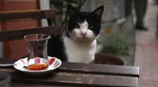 Gamsız - "Cats know that we're just the middlemen."