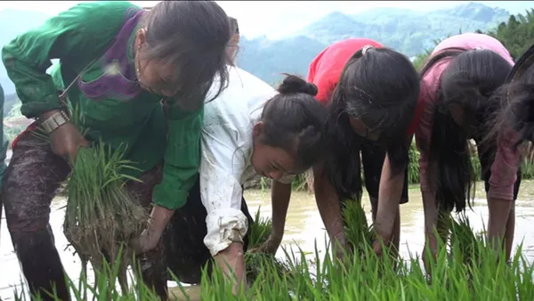 Girls working in the rice paddies