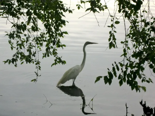 Great Egret in Prospect Park 2