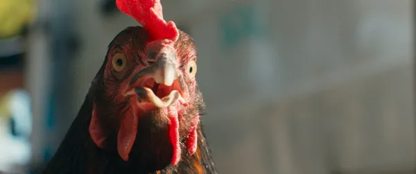 A still from the film Hen. A chicken looks directly at the camera, yellow eyes glaring, beak open.
