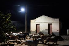 Horses of Bacurau on the run