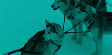 Abel Ferrara on the huskies and Willem Dafoe: “Willem has some pretty blue eyes, but those dogs gave him a run for his money.”