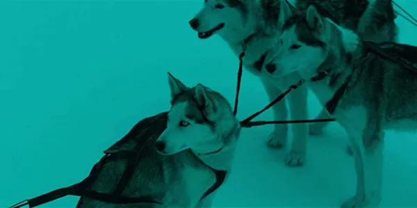 Huskies in Siberia