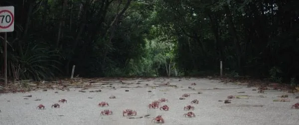 Island Of The Hungry Ghosts - crab migration