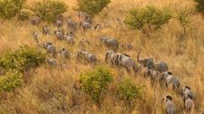 Elephants on the march