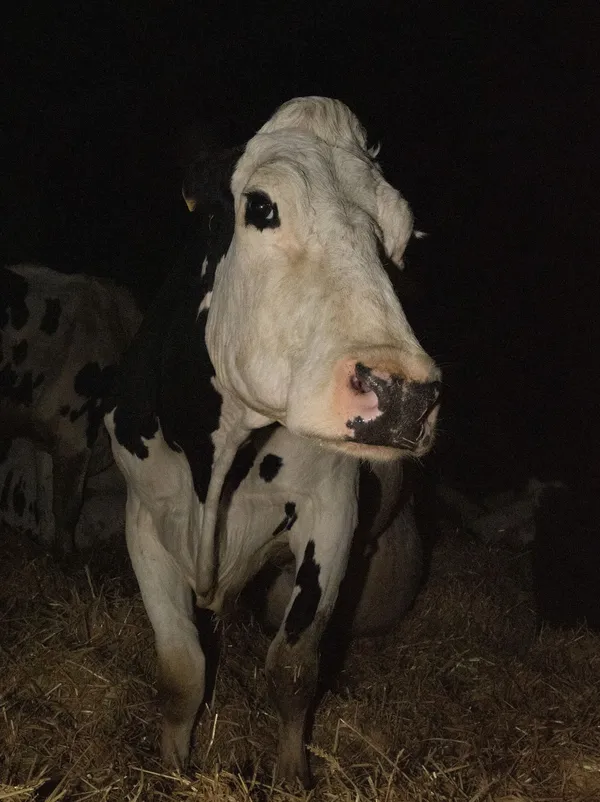 Luma in Cow