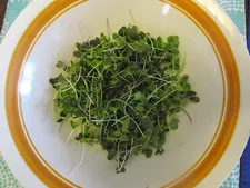 Microgreens, courtesy Anne-Katrin Titze
