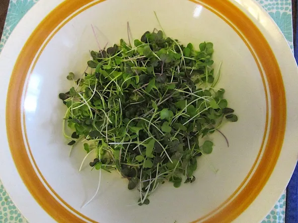 Microgreens