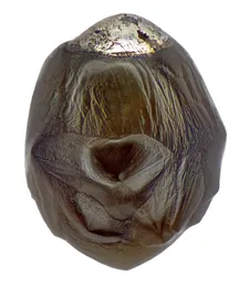 A micrometeorite
