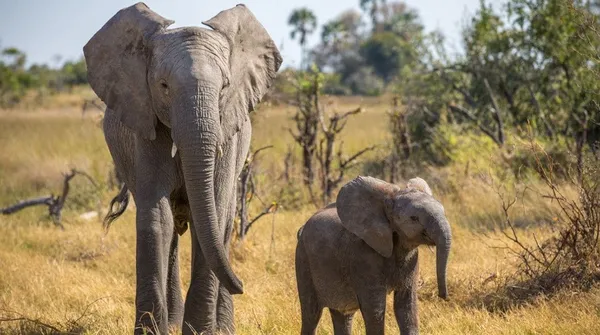 Naledi: A Baby Elephant's Tale 2