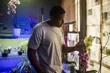 The orchid room