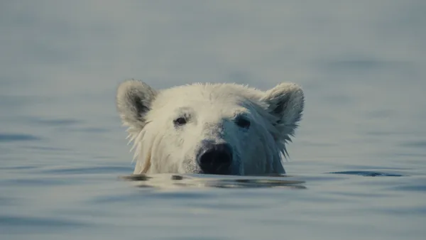 Nuisance Bear. 'You’re going to get better, more authentic realities if you just listen to people'