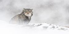 I noticed for the first time how much the pallas cat resembles Jean Marais in Cocteau’s La Belle Et La Bête.