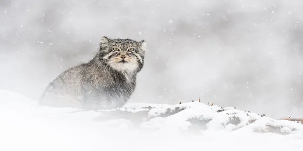 pallas cat