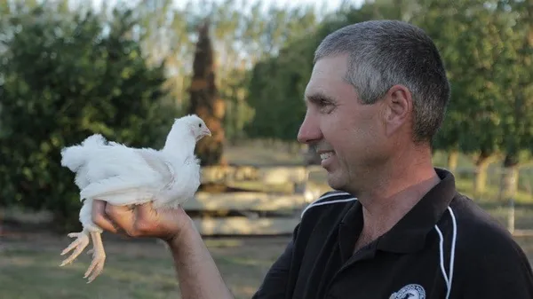 Pecking Order