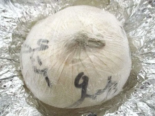 Onion signed by Günter Grass