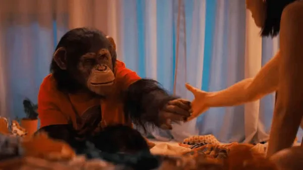 Primate