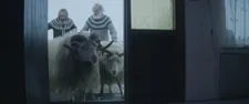 "All the farmers I've met say that Rams is the most realistic rural film they've seen"