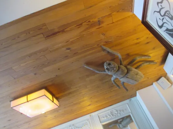 Spider on the ceiling of Cafe Cluny