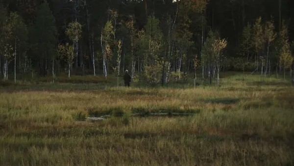 The Taiga in Braguino