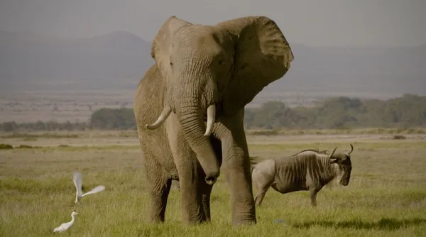 The Ivory Game 3