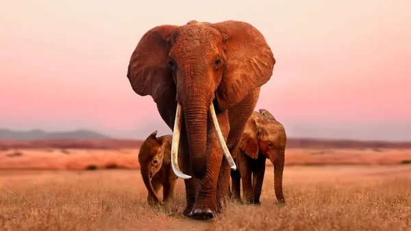 Mark Deeble, co-director with Victoria Stone for The Elephant Queen, won the Short List Feature Cinematography Award