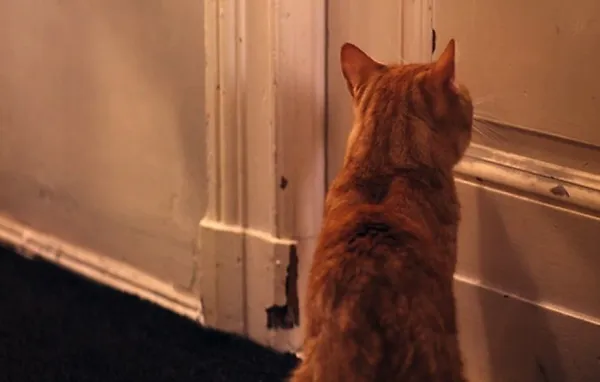 The Strange Little Cat 2