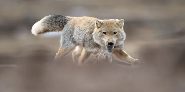 Tibetan fox