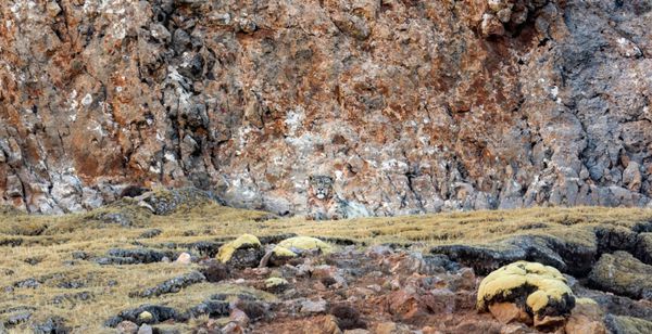 Do you see the Tibetan snow leopard in Marie Amiguet and Vincent Munier’s majestic documentary The Velvet Queen (La Panthère Des Neiges)?