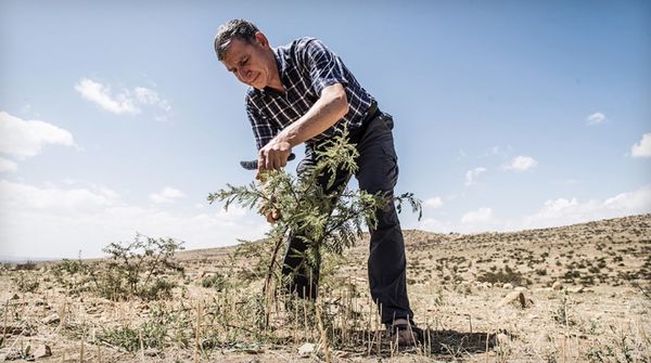 The Forest Maker (Der Waldmacher) director Volker Schlöndorff on meeting Alternative Nobel Prize winner Tony Rinaudo in Berlin, 2018: “Six weeks later I was already meeting him again in Bamako, Mali …”