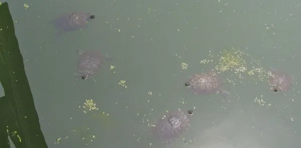 Turtle Pond in Central Park