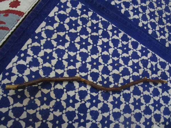 Twig from a plum tree